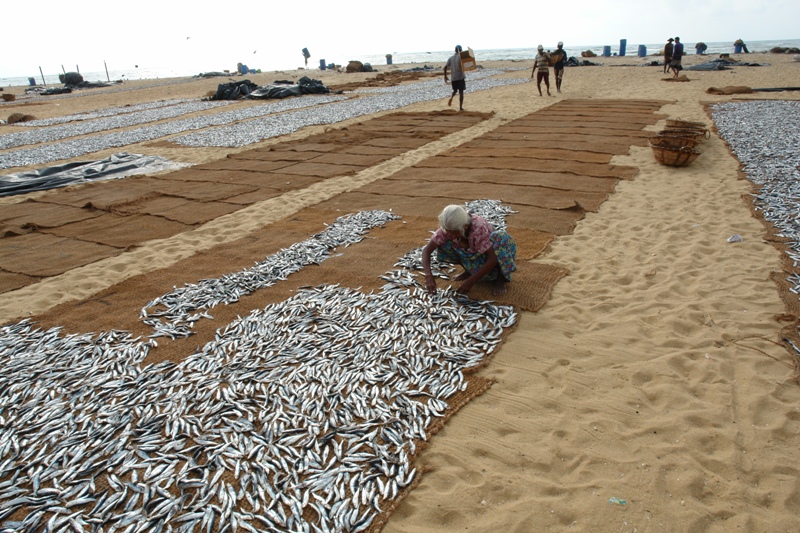   -     , - (On our way to Colombo - Drying fish 